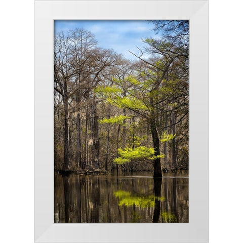 River water moves slowly through a flooded wooded swamp in Florida Cypress leafing out White Modern Wood Framed Art Print by Richardson, Larry