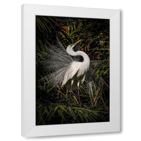 A great egret performs frequent displays using its showy plumage during the breeding season White Modern Wood Framed Art Print by Richardson, Larry