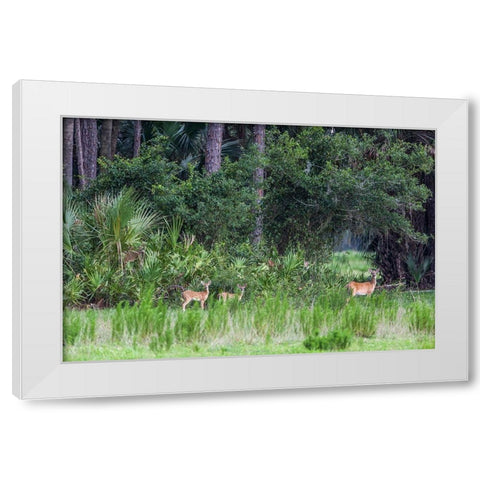 Good habitat white-tailed deer often have twins White Modern Wood Framed Art Print by Richardson, Larry