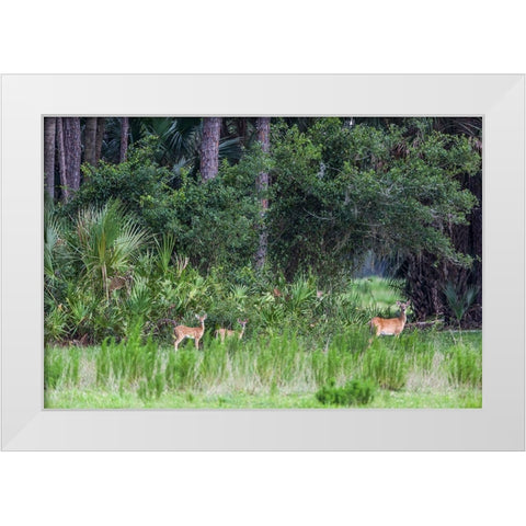 Good habitat white-tailed deer often have twins White Modern Wood Framed Art Print by Richardson, Larry