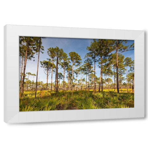 Florida pine forest is maintained by periodic-low intensity fires White Modern Wood Framed Art Print by Richardson, Larry