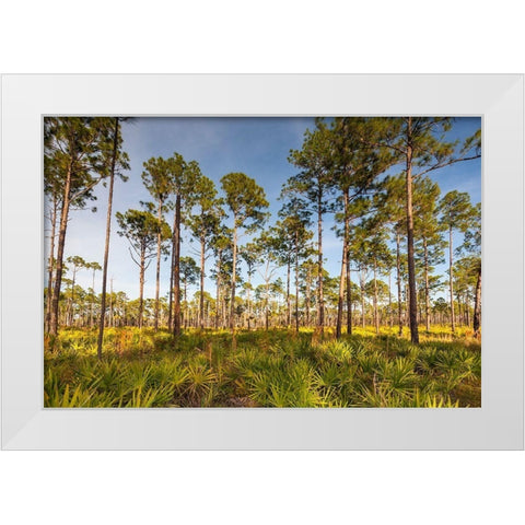 Florida pine forest is maintained by periodic-low intensity fires White Modern Wood Framed Art Print by Richardson, Larry