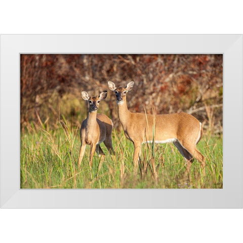 White-tailed deer in prairie-Florida White Modern Wood Framed Art Print by Richardson, Larry