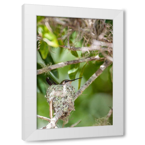 Ruby-throated hummingbird on nest-Florida White Modern Wood Framed Art Print by Richardson, Larry