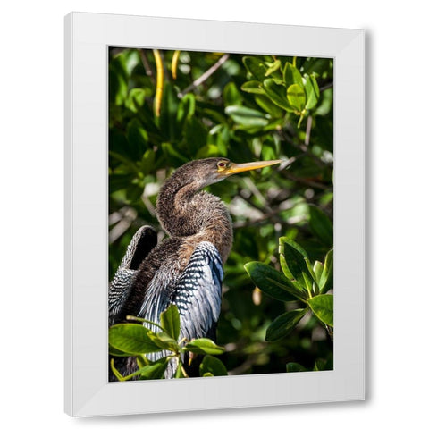 Female anhinga perched on mangrove branch in Florida White Modern Wood Framed Art Print by Richardson, Larry