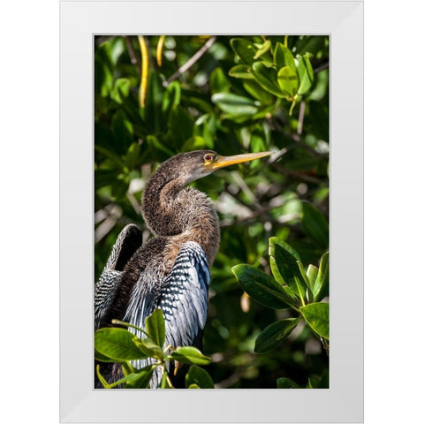 Female anhinga perched on mangrove branch in Florida White Modern Wood Framed Art Print by Richardson, Larry
