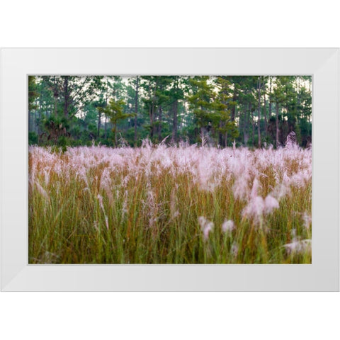 Blooming Muhly grass in a prairie managed by prescribed fire White Modern Wood Framed Art Print by Richardson, Larry