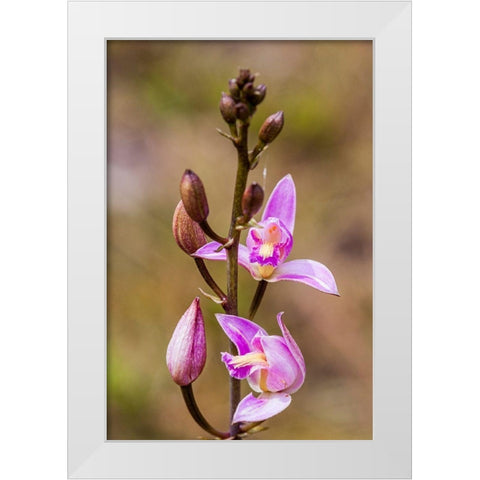 Pine Pink orchid in bloom White Modern Wood Framed Art Print by Richardson, Larry