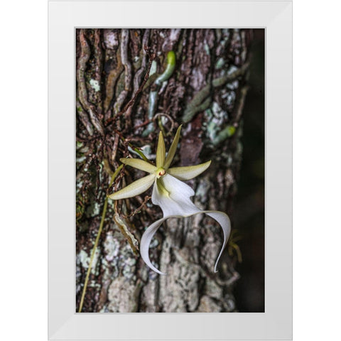Rare ghost orchid only grows in swamps in South Florida White Modern Wood Framed Art Print by Richardson, Larry
