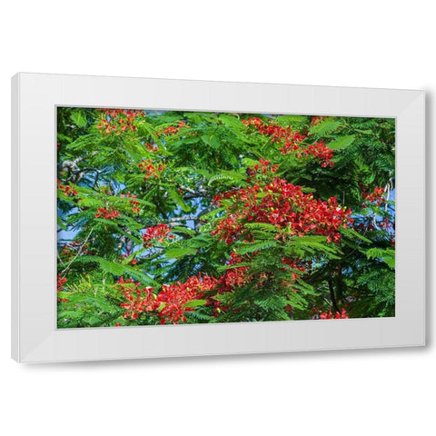 Royal Poinciana tree produces beautiful red flowers White Modern Wood Framed Art Print by Richardson, Larry