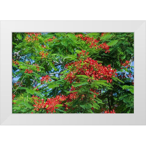 Royal Poinciana tree produces beautiful red flowers White Modern Wood Framed Art Print by Richardson, Larry