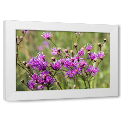 Florida ironweed White Modern Wood Framed Art Print by Richardson, Larry