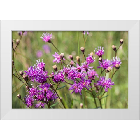 Florida ironweed White Modern Wood Framed Art Print by Richardson, Larry