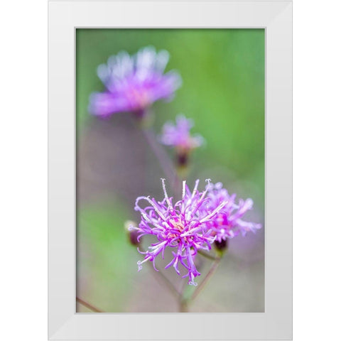 Florida ironweed White Modern Wood Framed Art Print by Richardson, Larry