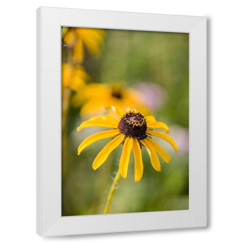 Black-eyed Susan blooms White Modern Wood Framed Art Print by Richardson, Larry
