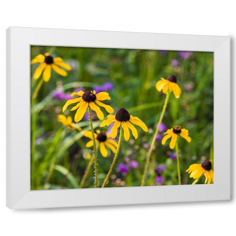 Black-eyed Susan blooms White Modern Wood Framed Art Print by Richardson, Larry