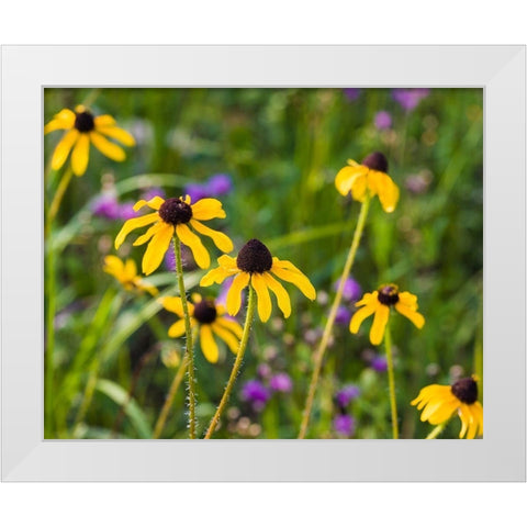 Black-eyed Susan blooms White Modern Wood Framed Art Print by Richardson, Larry