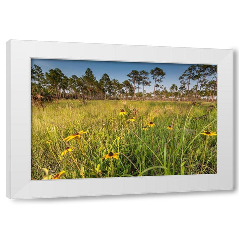 Black-eyed Susan blooms White Modern Wood Framed Art Print by Richardson, Larry
