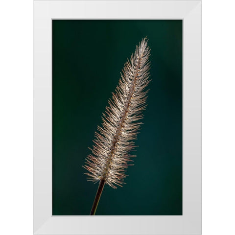 Foxtail grass White Modern Wood Framed Art Print by Richardson, Larry