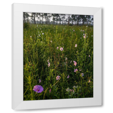 Marsh Mallow blooms in a South Florida prairie White Modern Wood Framed Art Print by Richardson, Larry