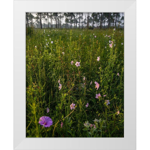 Marsh Mallow blooms in a South Florida prairie White Modern Wood Framed Art Print by Richardson, Larry