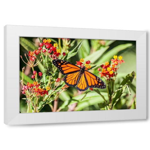 Monarch butterfly lights on a milkweed bloom White Modern Wood Framed Art Print by Richardson, Larry
