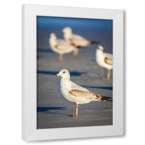 Portrait of a ring-billed gull White Modern Wood Framed Art Print by Richardson, Larry