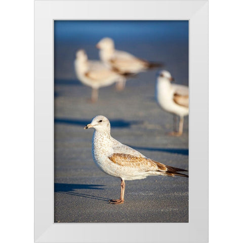 Portrait of a ring-billed gull White Modern Wood Framed Art Print by Richardson, Larry