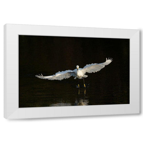 Snowy egret hunting-Green Cay Wetlands-Florida White Modern Wood Framed Art Print by Pryor, Maresa