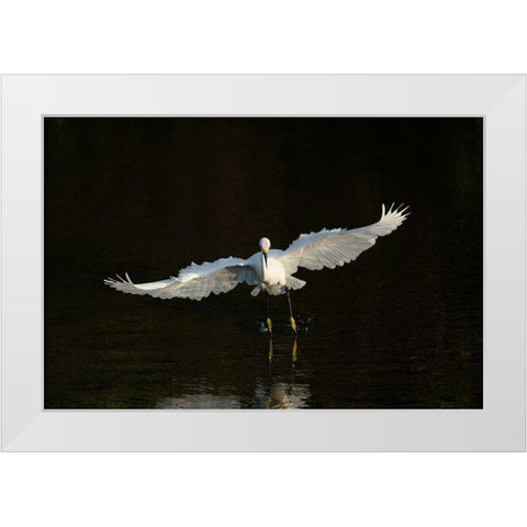 Snowy egret hunting-Green Cay Wetlands-Florida White Modern Wood Framed Art Print by Pryor, Maresa