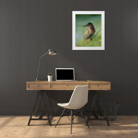 Green heron-Butorides virescens-Green Cay Wetlands-Florida White Modern Wood Framed Art Print by Pryor, Maresa