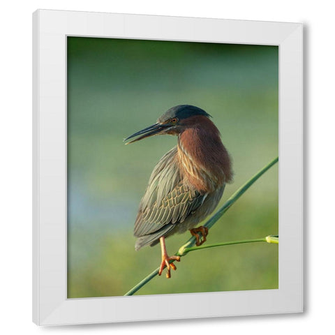 Green heron-Butorides virescens-Green Cay Wetlands-Florida White Modern Wood Framed Art Print by Pryor, Maresa