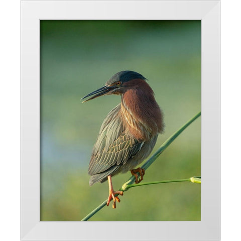 Green heron-Butorides virescens-Green Cay Wetlands-Florida White Modern Wood Framed Art Print by Pryor, Maresa