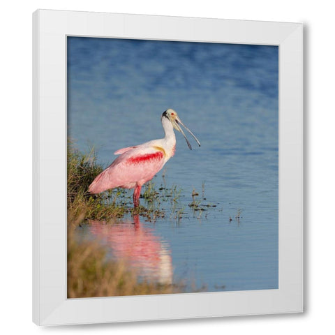 Roseate spoonbill agitated-Merritt island National Wildlife Refuge-Florida-USA White Modern Wood Framed Art Print by Pryor, Maresa