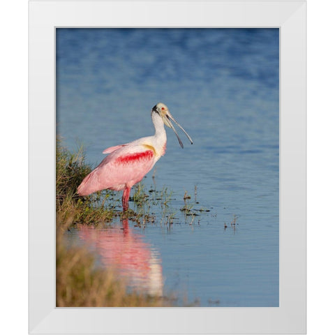 Roseate spoonbill agitated-Merritt island National Wildlife Refuge-Florida-USA White Modern Wood Framed Art Print by Pryor, Maresa