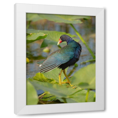 Purple gallinule-Arthur R Marshall Loxahatchee National Wildlife Refuge-Marsh Trail-Florida White Modern Wood Framed Art Print by Pryor, Maresa