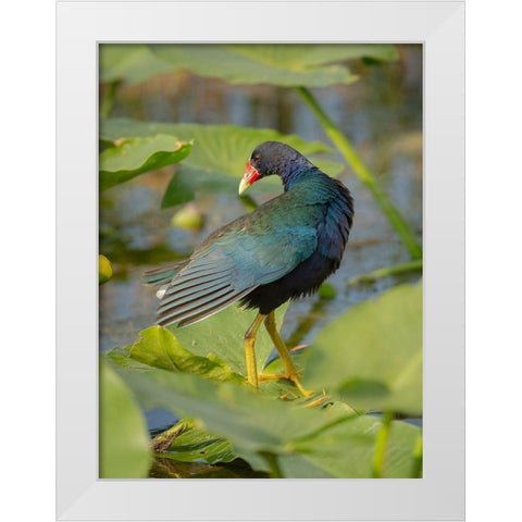 Purple gallinule-Arthur R Marshall Loxahatchee National Wildlife Refuge-Marsh Trail-Florida White Modern Wood Framed Art Print by Pryor, Maresa