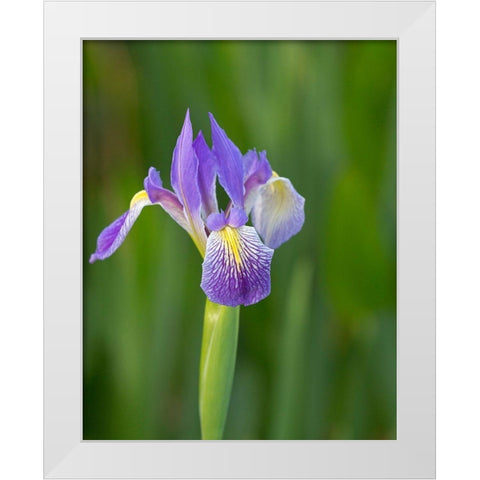 Southern blue flag iris-Iris virginica-Loxahatchee National Wildlife Refuge-Florida White Modern Wood Framed Art Print by Pryor, Maresa