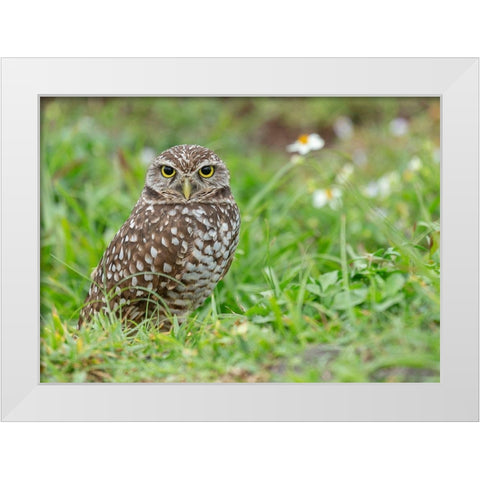 Burrowing owl-Athene cunicularia-Florida White Modern Wood Framed Art Print by Pryor, Maresa
