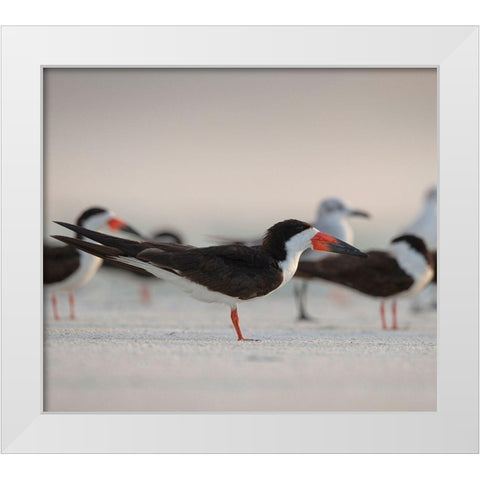 Black Skimmers on Lido Beach-Florida White Modern Wood Framed Art Print by Pryor, Maresa