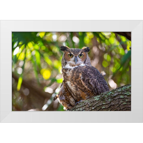 Portrait of a Great Horned Owl-perched in a tree White Modern Wood Framed Art Print by Haddad, Sheila