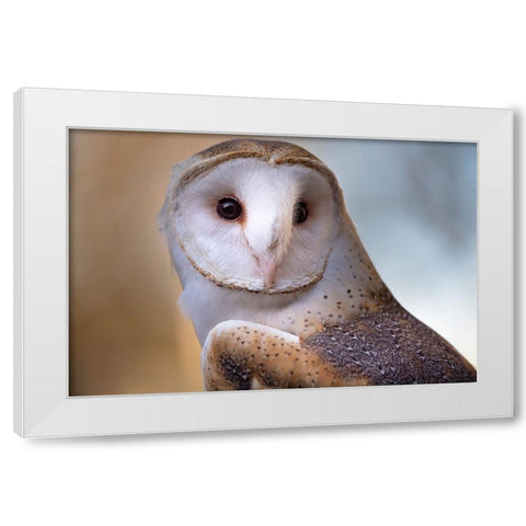 A Barn Owl-close up-looking directly on White Modern Wood Framed Art Print by Haddad, Sheila