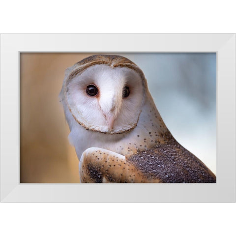 A Barn Owl-close up-looking directly on White Modern Wood Framed Art Print by Haddad, Sheila