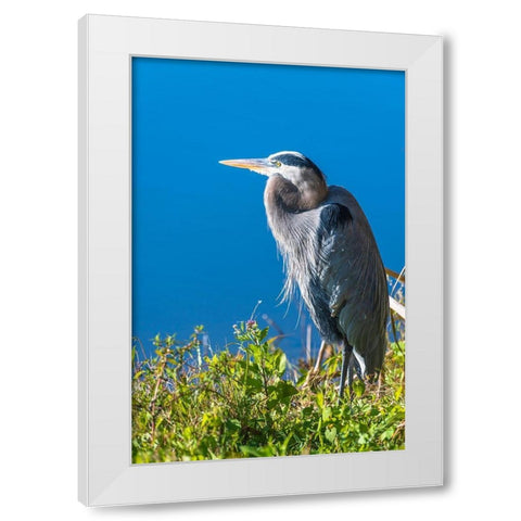 A hunched Great Blue Heron by the side of deep blue water-standing in brush White Modern Wood Framed Art Print by Haddad, Sheila