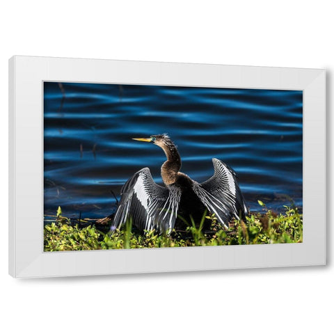 A male Anhinga-drying with wings open-mating season-the eye is ringed green/blue White Modern Wood Framed Art Print by Haddad, Sheila