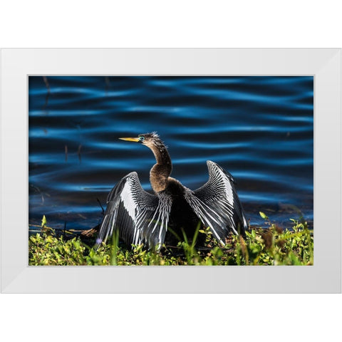 A male Anhinga-drying with wings open-mating season-the eye is ringed green/blue White Modern Wood Framed Art Print by Haddad, Sheila