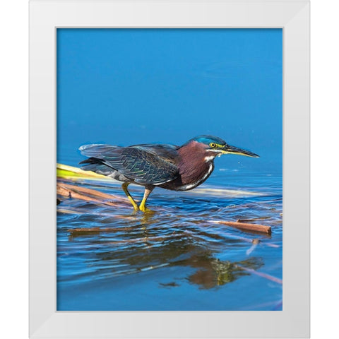 A green Heron paused as he looks for his next meal White Modern Wood Framed Art Print by Haddad, Sheila