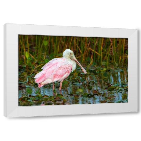 A Roseate Spoonbill standing in water in Orlando Wetlands-Florida White Modern Wood Framed Art Print by Haddad, Sheila