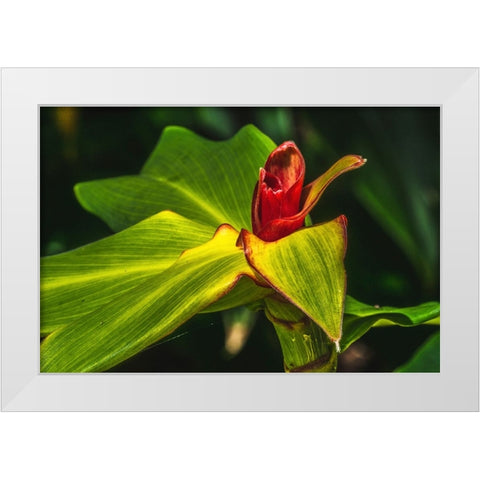 African arrowroot plant White Modern Wood Framed Art Print by Perry, William