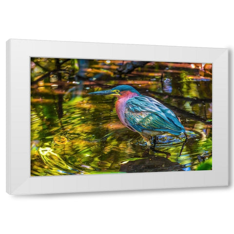 Colorful green heron fishing-Florida White Modern Wood Framed Art Print by Perry, William